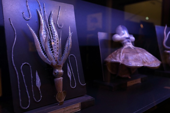 Ausstellungsansicht "Faszinierende Schätze. Natürlich gesammelt", die Glasmodelle Blaschkas