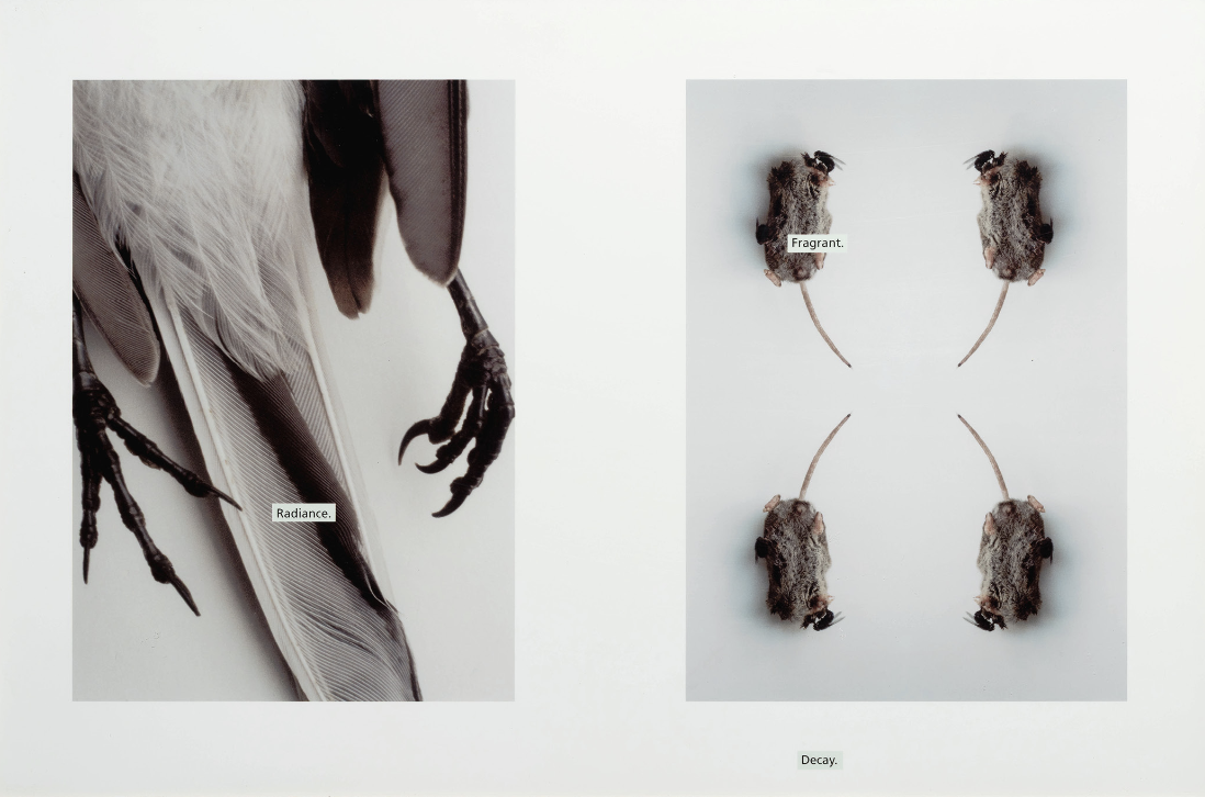 Foto des Werks: Ingeborg Strobl, PHOTO Roman „Der Vogel“, 2004, Universalmuseum Joanneum/N. Lackner © Bildrecht, Wien, 2025