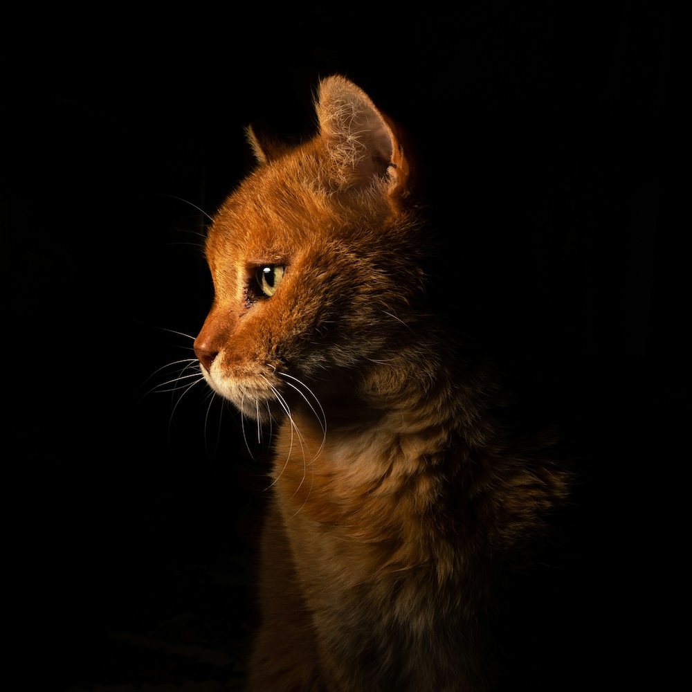 Fotocredit: Unsplash/Michele Fasani Der gestiefelte Kater