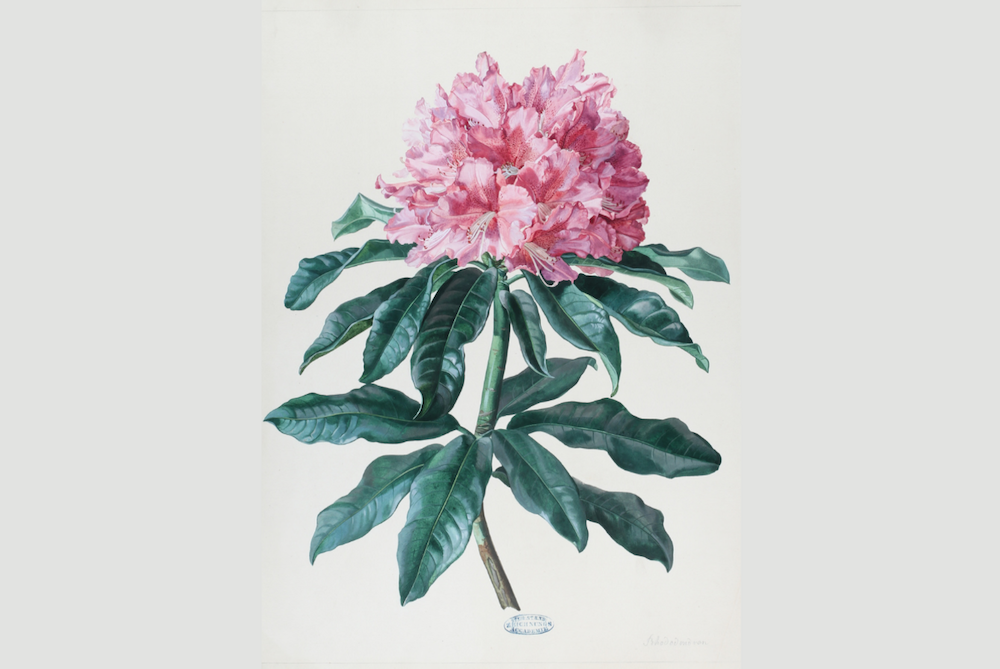 Rhododendron, anonym Universalmusem Joanneum