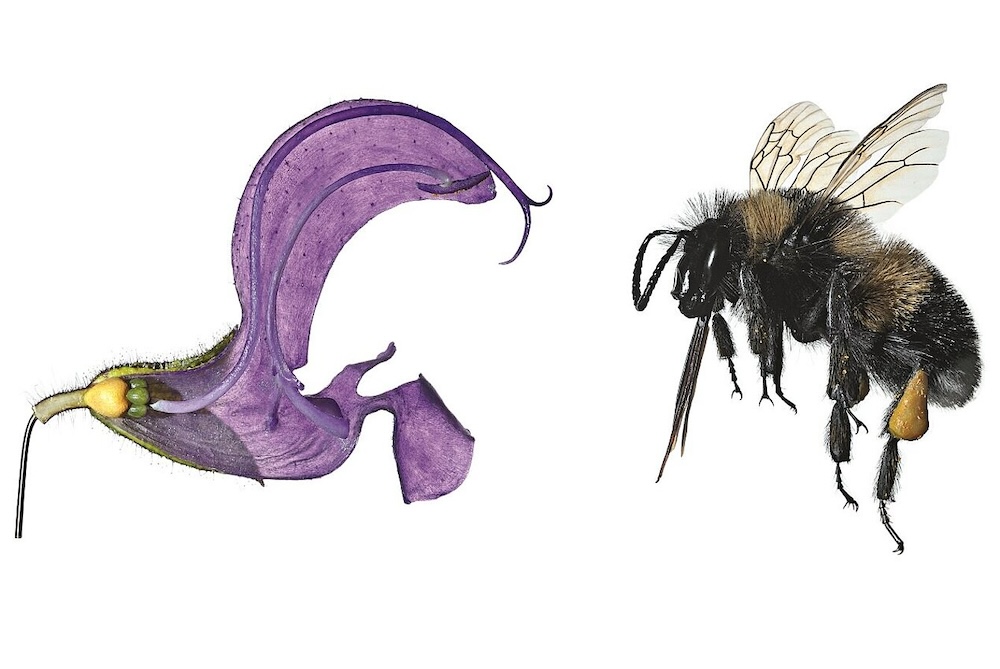 Blüte und Hummel/ Naturkundemuseum