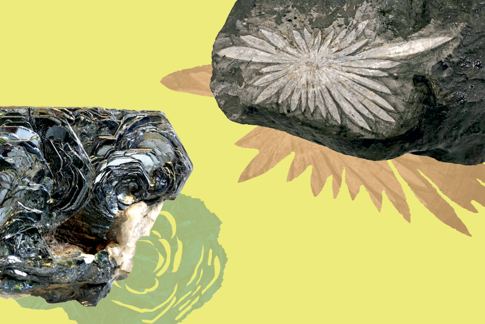 Abbildung: Chrysanthemenstein, China; Eisenrose, Schweiz.