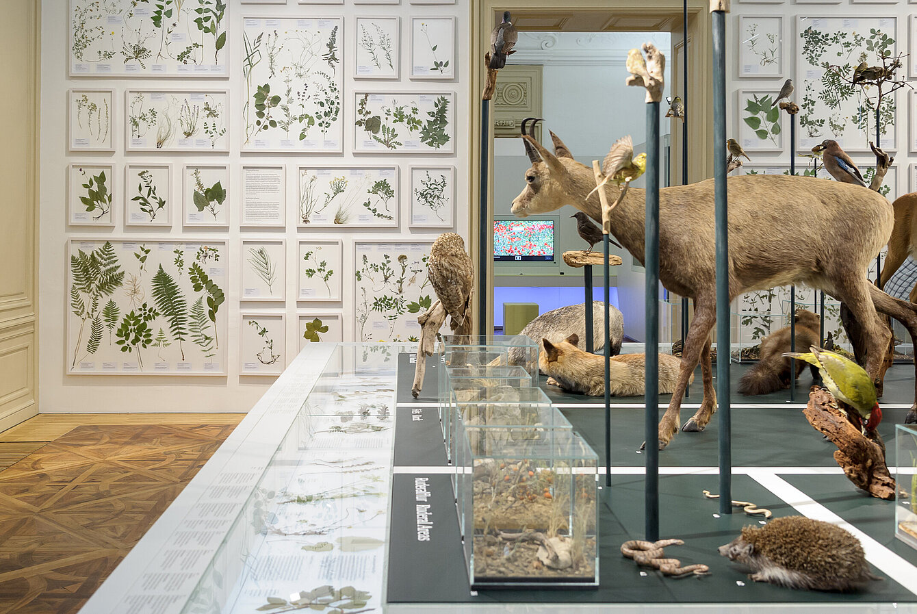Universalmuseum Joanneum / N. Lackner