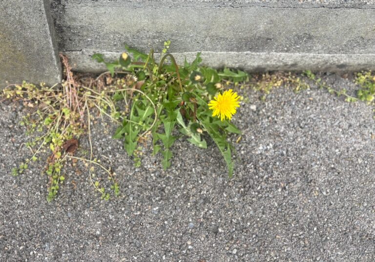 Fotocredit: Irmi Horn, kunstGarte Löwenzahn (Taraxacum)