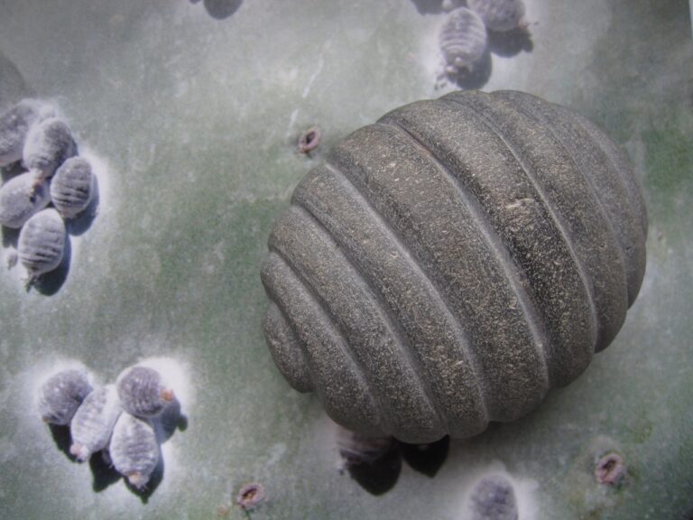 Fotocredit: Christine Ulm Christine Ulm, "Dactylopius coccus", 2026, Basalt & Natur